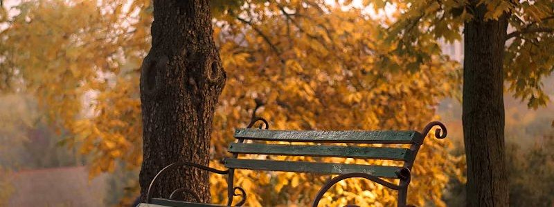 A quiet park bench under autumn trees